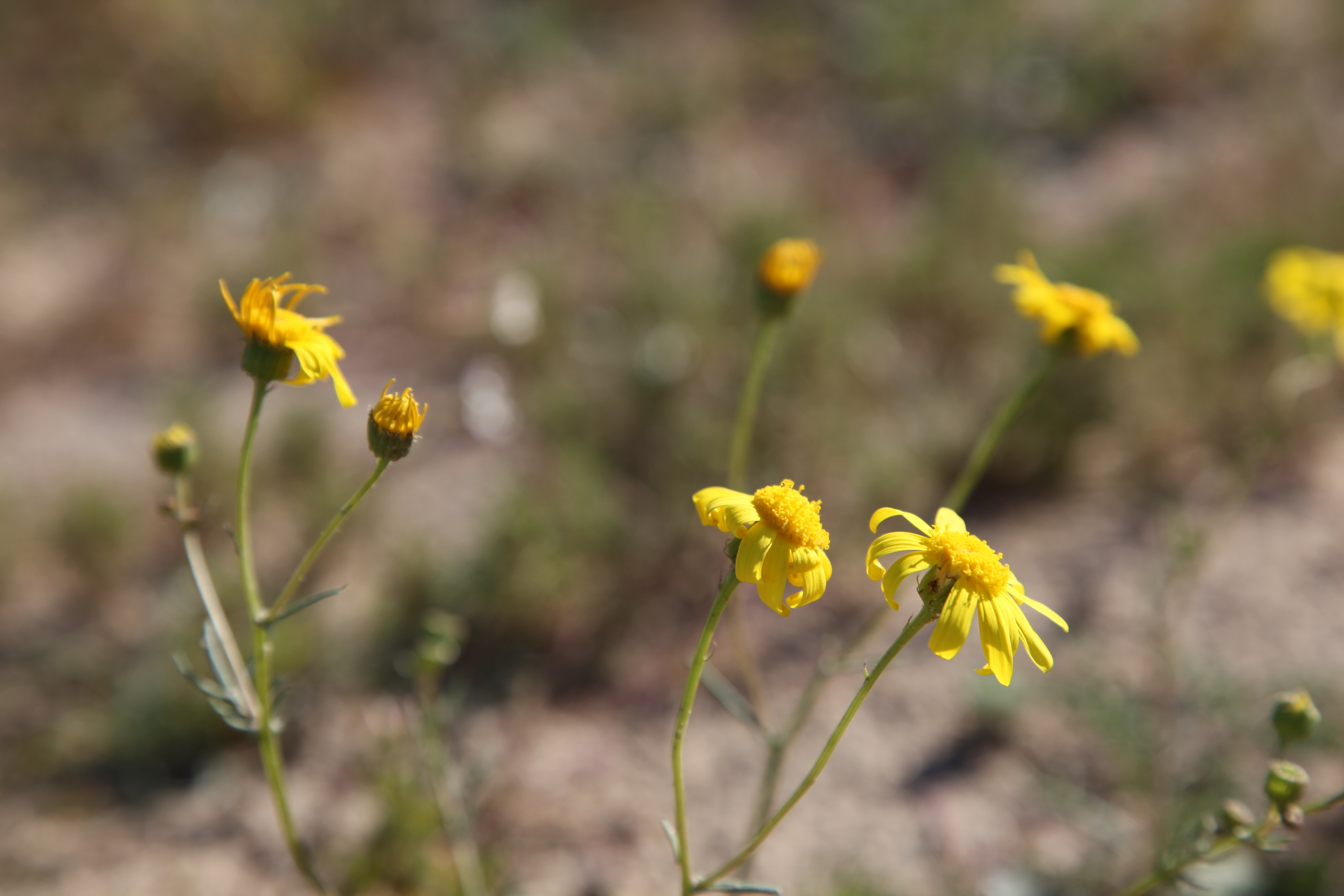 Characterizing Plants Native to Kuwait
