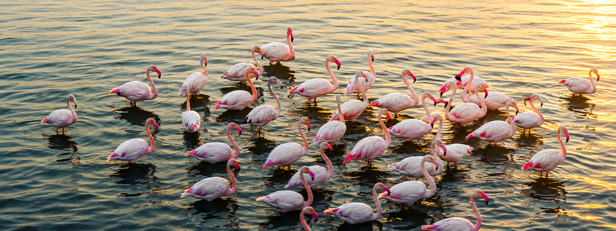 Flamingos